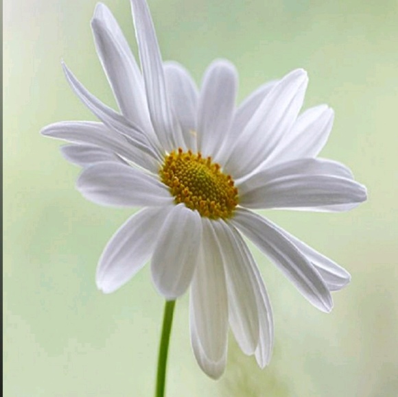 Meet your Posher, Alia - Picture 1 of 1